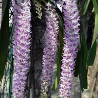 Anggrek ekor tupai retusa tanaman hias cantik tanaman gantung