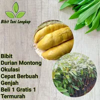 Bibit Tanaman Buah Durian Montong-Bibit Durian (Bisa Buah Dalam Pot)