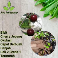 Bibit Tanaman Buah Cherry Jepang Merah Manis Original (banyak dicari)