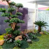 pohon hias bonsai beringin Korea