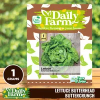 Daily Farm - Benih Bibit Lettuce Butterhead Buttercrunch Bibit Selada