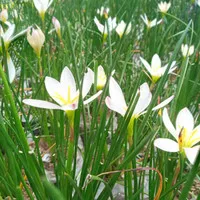 tanaman kucai tulip bunga putih