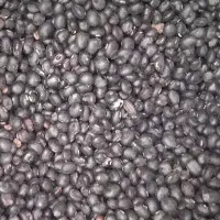 Kacang Kedelai Hitam 500 gram / Kacang Kedelai Putih Kuning 500g Impor