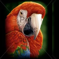 T shirt / kaos glow in the dark 3 dimensi red macaw green macaw bird