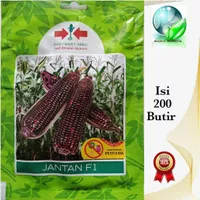 Bibit Jagung Ketan JANTAN F1 Isi 200 Butir | Benih Jagung Ungu | Bibit