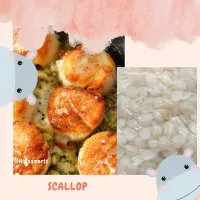 Scallop Meat US Import / Lokal / Kerang Kampak / Kerang simping - ( Lokal )