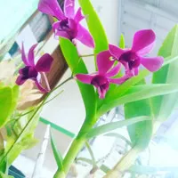 anggrek dendrobium ungu/anggrek ungu siap berbunga