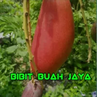 Bibit Tanaman Mangga Red Emperor || Pohon Mangga Emperor