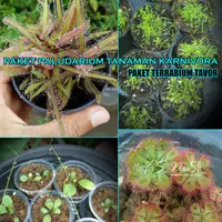 Paket Paludarium Carnivorous Plant - Paket Tanaman Karnivora