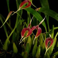 Anggrek Bulbophyllum Maxillare / Bulbophyllum Blumei