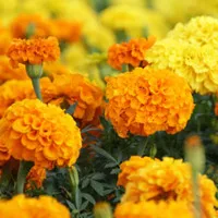 Benih Bunga Marigold / Merigold Mini Pack 10 Seeds BISI HOME GARDEN