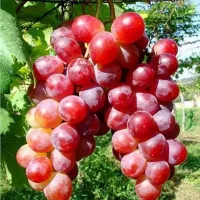 bibit tanaman buah anggur merah besar