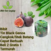 Bibit Tanaman Buah Tin Black Genoa