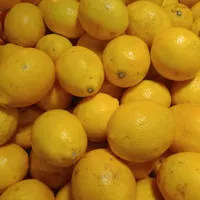 Lemon California Segar 1 kg