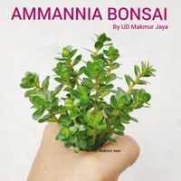 AMMANIA BONSAI AQUATIC PLANT TANAMAN AQUASCAPE