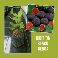 Bibit Tanaman Buah Tin Black Genoa , Bibit Buah Tin Hitam