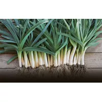 Leek Blue De Solaise 50 Benih/Pack