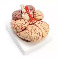 Manekin Alat Peraga Model Anatomi Otak Manusia 1: 1 Life Size Human
