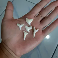 Gigi hiu asli berukuran mini / Gigi hiu mini
