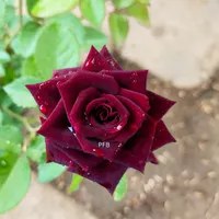 Bibit Tanaman Mawar Dark Red