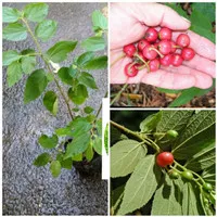 Bibit Tanaman Buah Ceri Seri Kersen / Cherry Kersen Lokal Asli