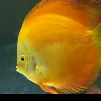 discus golden yellow ikan discus yellow golden