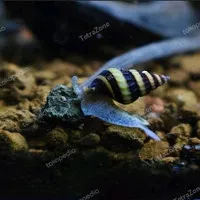 KEONG HIAS AQUASCAPE / ASSASIN SNAIL PEMBASI HAMA