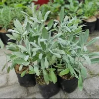 Bibit tanaman Sage - Tanaman rempah dan herbal kaya manfaat kesehatan