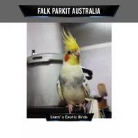 Burung Cockatiel Falk Parkit Australia Bon Kuning