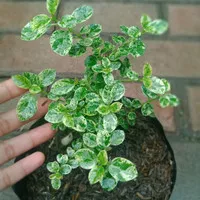 bibit tanaman sancang variegata bahan bonsai