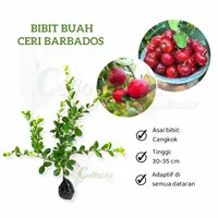 Bibit Tanaman Buah Ceri Barbados / Barbados Cherry