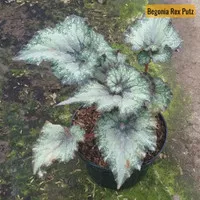 Tanaman Begonia Rex Putz