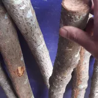 kayu lemo anti ular berbisa