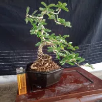 bonsai asem saraf,bonsai jadi tinggal pajang