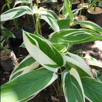 Tanaman Heliconia Variegata / Pisang Pisangan varigata/calathea putih