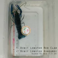 Bibit Lobster RED CLAW, Lobster Air Tawar Konsumsi 3 inch up | HIDUP