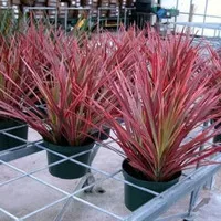 Tanaman hias dracaena tricolor