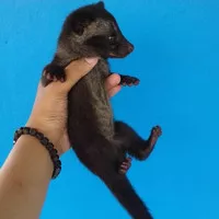 Baby Musang Pandan