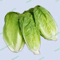 romaine lettuce / selada romaine 500 gr