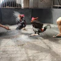DOC Ayam / Anak Ayam Bangkok Pakhoy Khoytrad Mangon Pama IQ