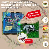 SUGAR GLIDER JOEY CLASSIC GREY PAKET SPESIAL HEMAT LENGKAP