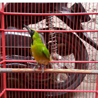 Burung Cucak Ijo Nopeng / Trotol Jantan
