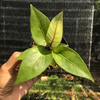 Anthurium Hookeri ` Red/ Bibit Tanaman / Tanaman Hias / Tanaman Pot