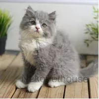 Kucing Persia Medium - Flatnose Longhair