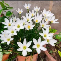 tanaman hias kucai tulip bunga putih /bibit pohon tulip bunga pitih