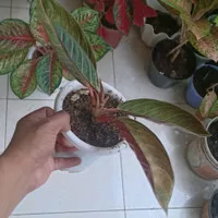 red sumatra aglaonema (pride of Sumatra) murah