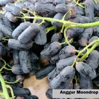 buah anggur moondrop seedless 1kg