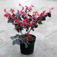 bibit bonsai loropitalum / tanaman hias serut merah /bibit loropetalum