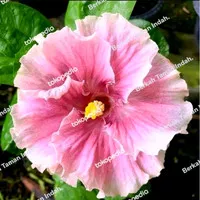 tanaman bunga sepatu hibiscus pink import