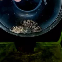 ikan louhan cencu